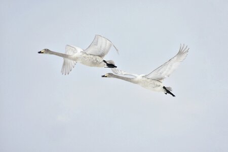Wild birds waterfowl fields