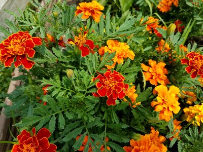 Flora summer marigolds