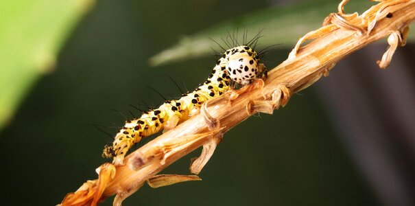 Nature larva armenia