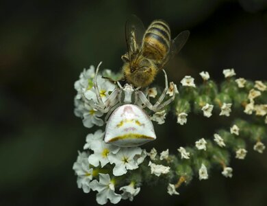Pollination flower spider