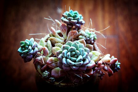 Mini potted ornamental plants living room photo