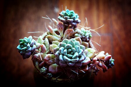 Mini potted ornamental plants living room