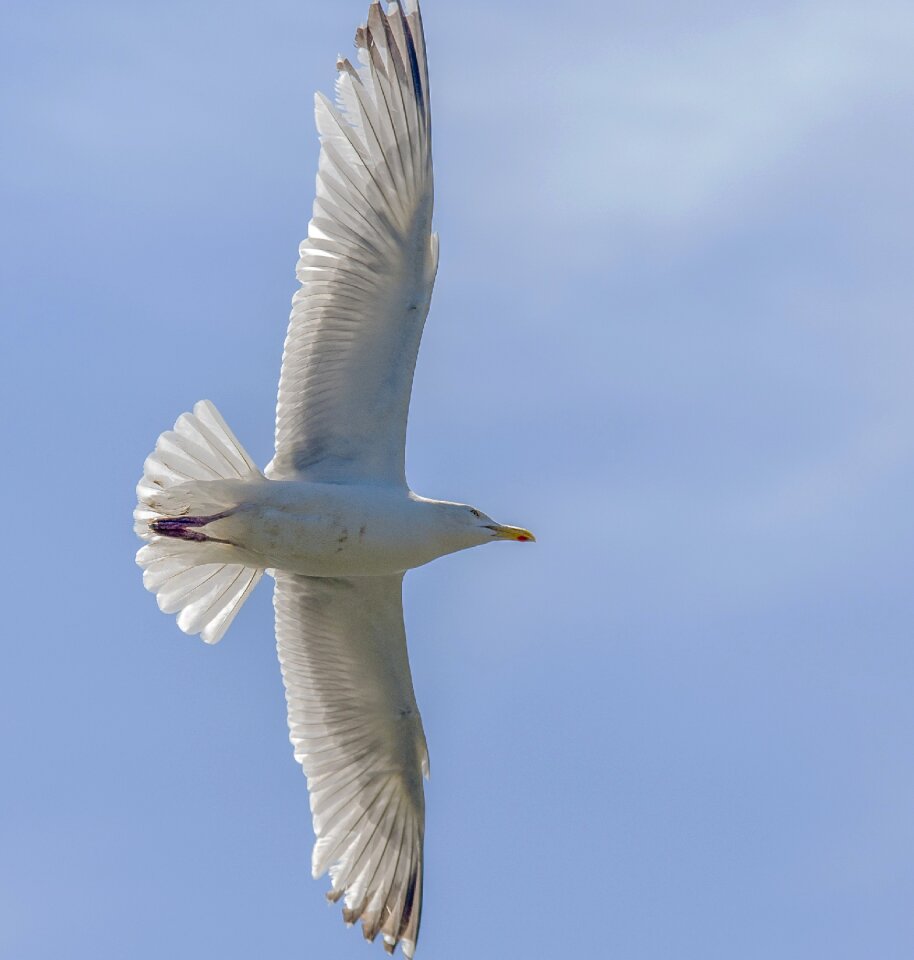 Flight nature gull