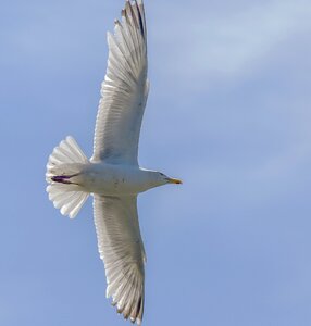 Flight nature gull photo