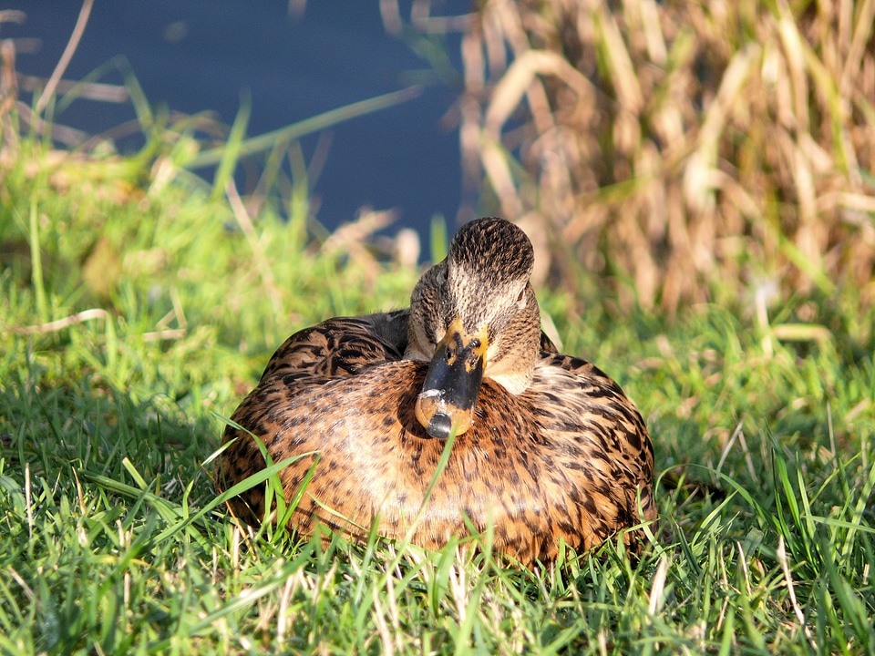 Portrait head plumage