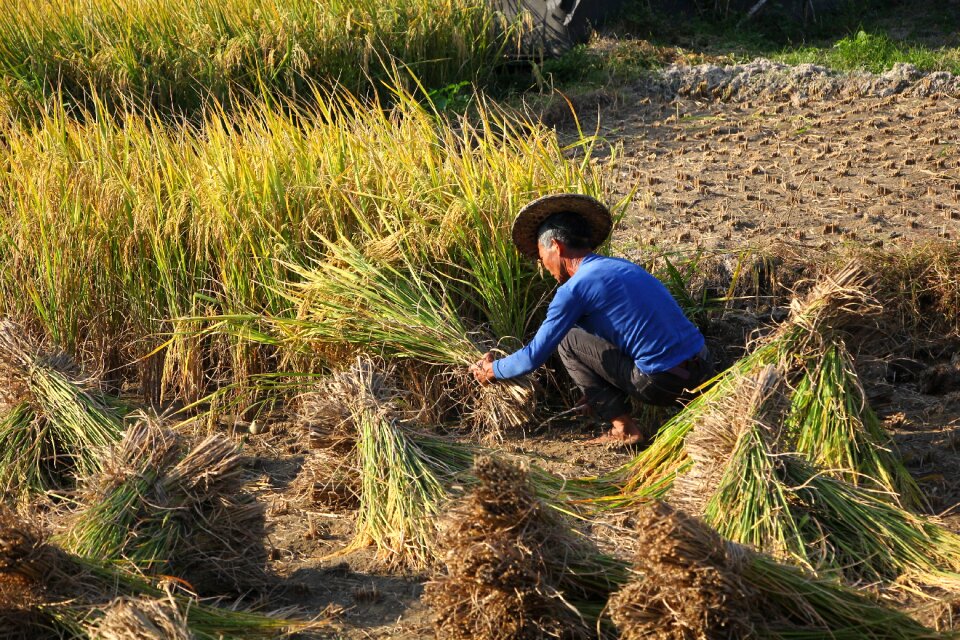 Agriculture farm farmer
