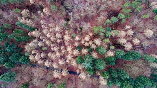 Background wallpaper trees