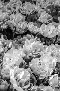 Flower background grey