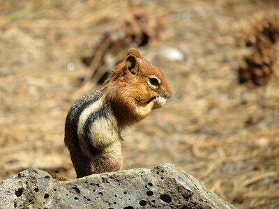 Newberry usa chipmunk
