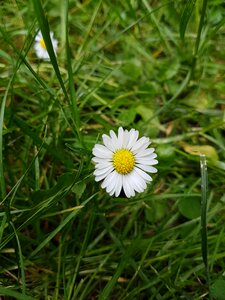 Grass flower daisy