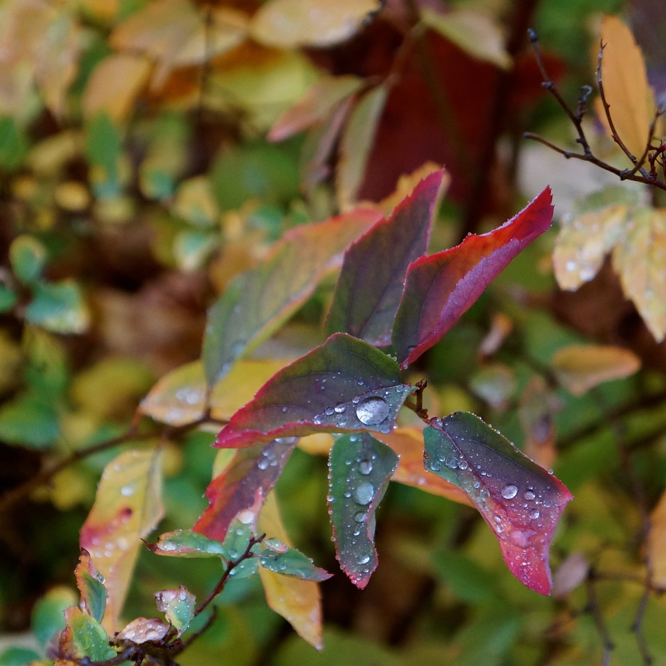 Colorful leaf red green