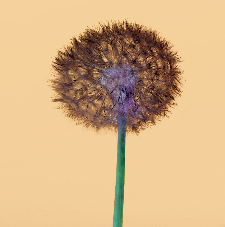 Flower nature background
