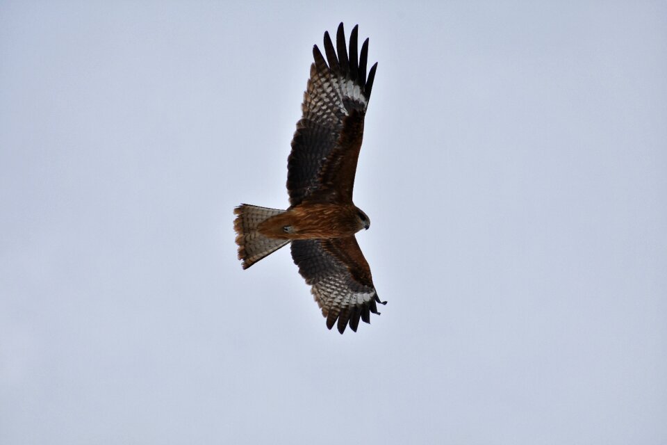 Wild birds in africa the department of