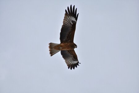 Wild birds in africa the department of photo