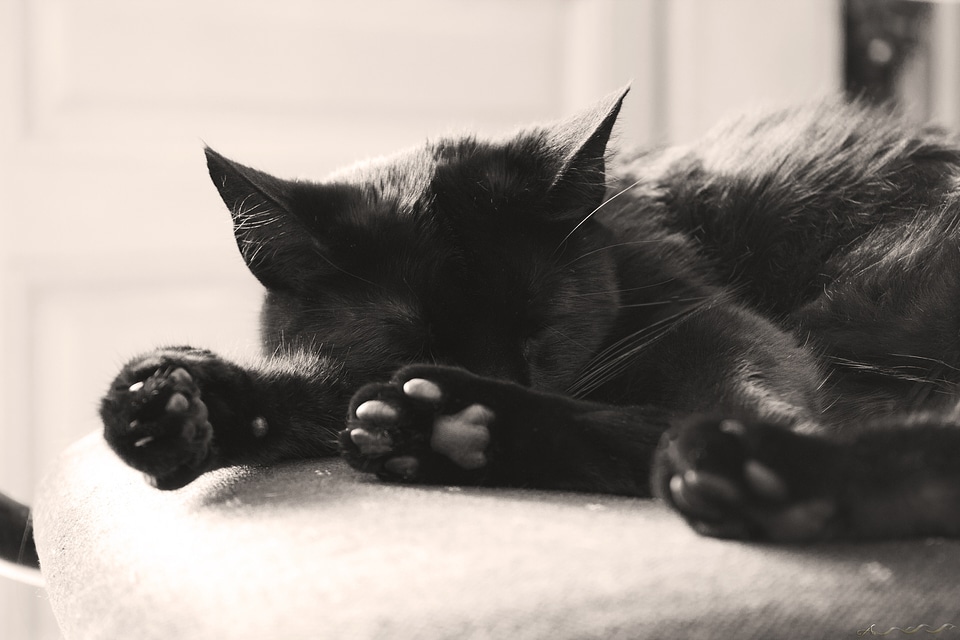 Cute pet animal