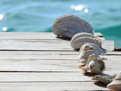 Wood sea