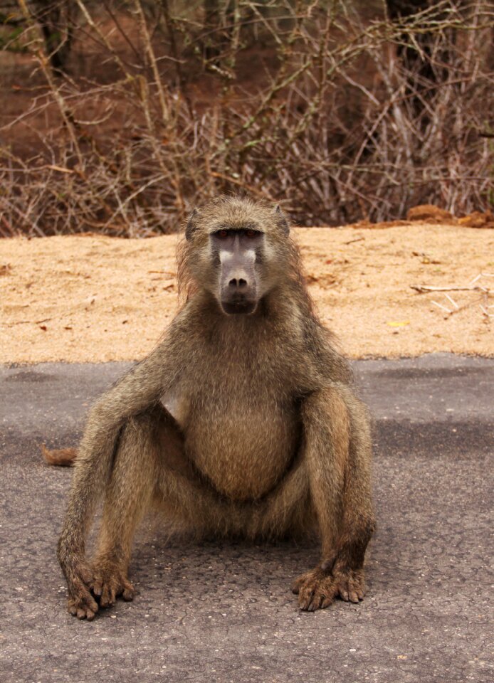 Animal primate wild