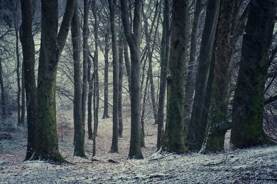 Fog trees cold photo