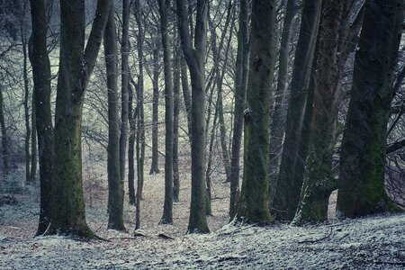 Fog trees cold photo