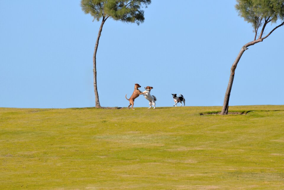 Summer tree dog photo