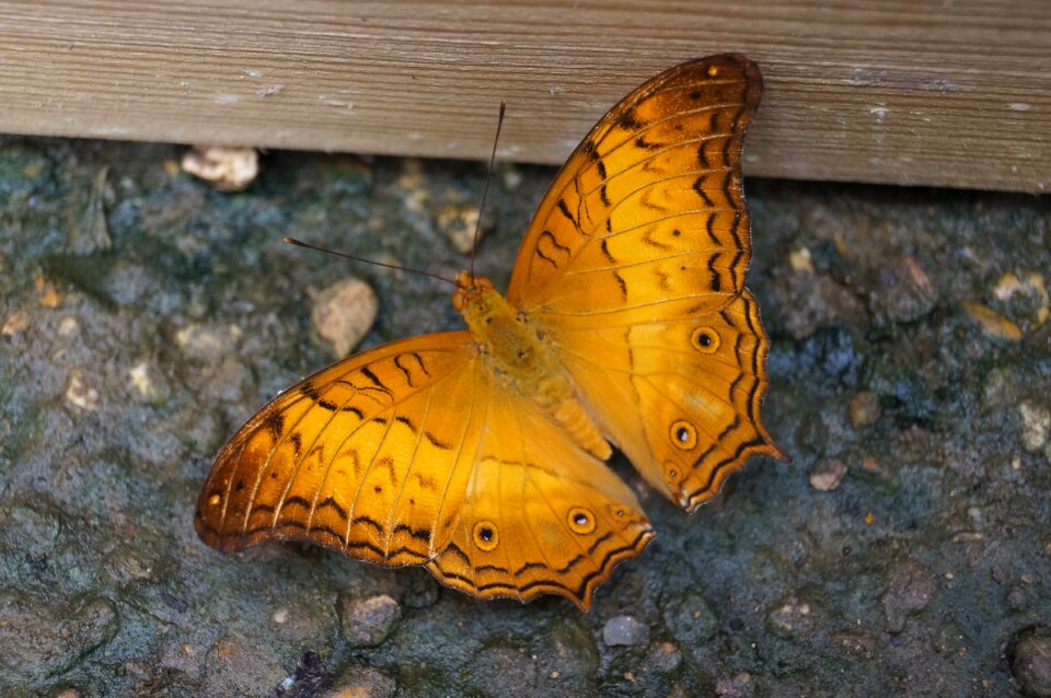 Insect outdoor wing