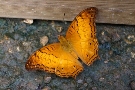 Insect outdoor wing photo