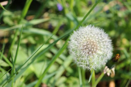 Grass summer dandelion photo