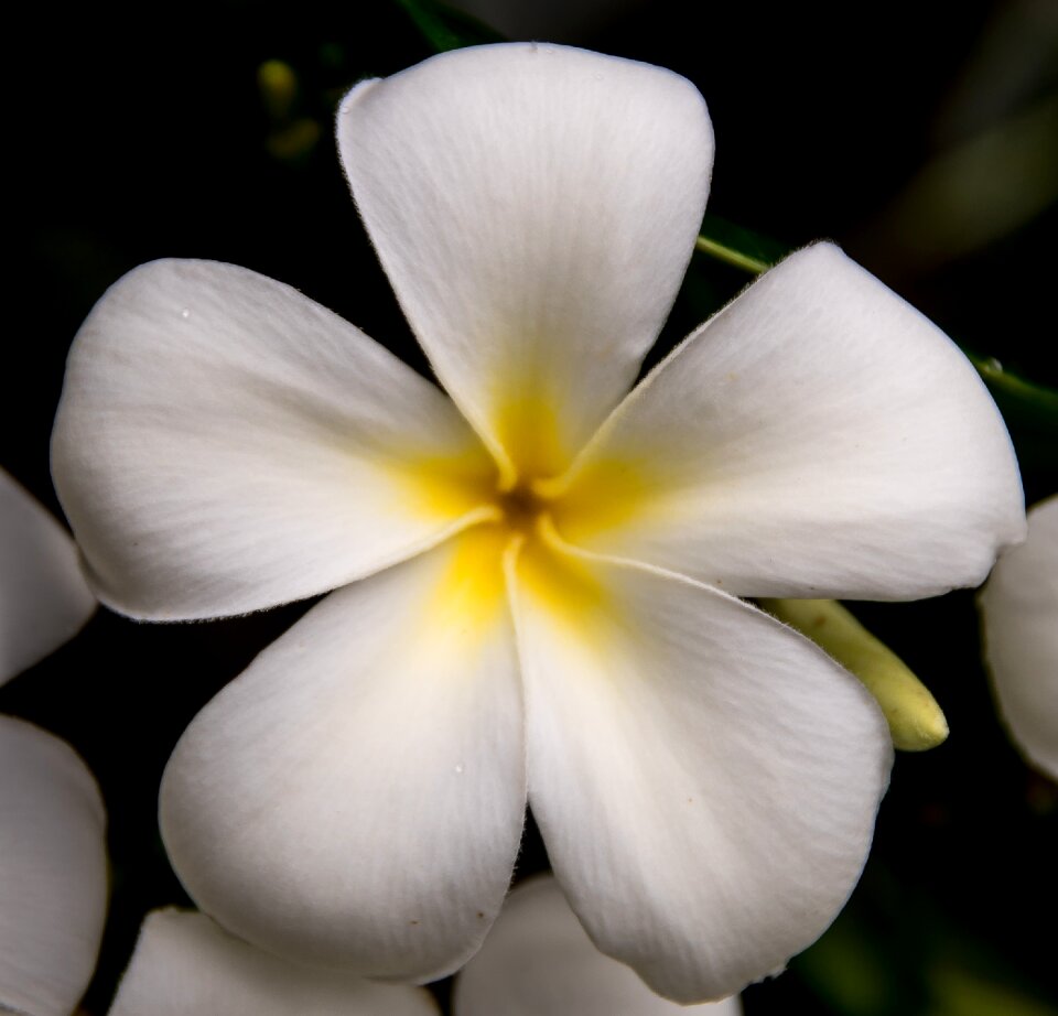 White yellow single