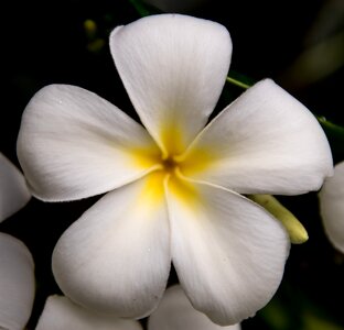 White yellow single