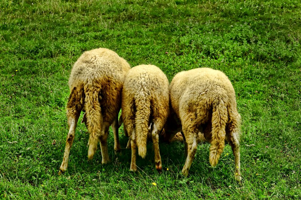 Mammal agriculture animals