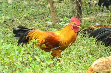Poultry feather farm