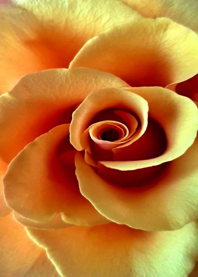 Flowers background romance