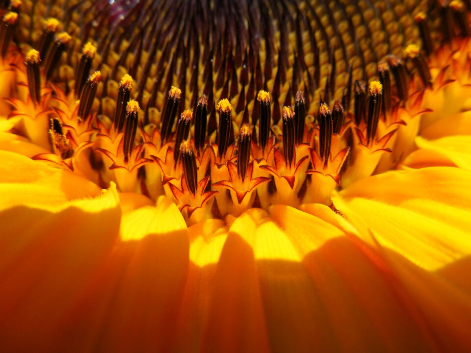 Detail flower summer
