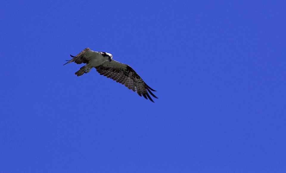 Sky wild life nature