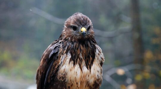 Nature outdoors eagle photo