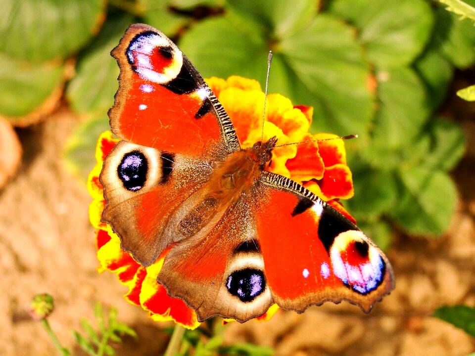 Insect garden butterflies