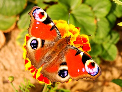 Insect garden butterflies photo