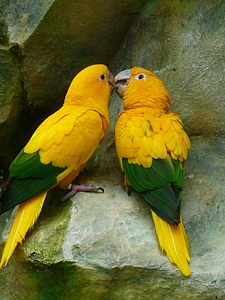 Birds yellow green