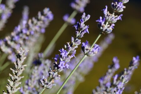 Aromatherapy flower nature