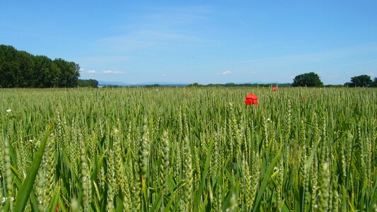 The grain corn poppy slovakia