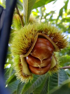 Fruit plants wood