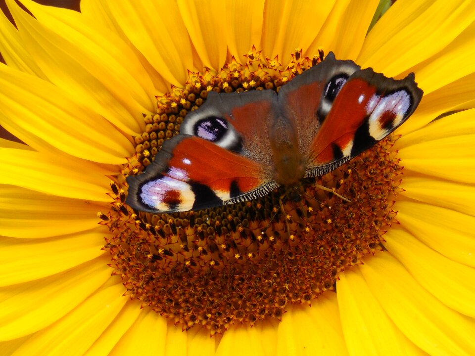 Butterfly sunflower insect
