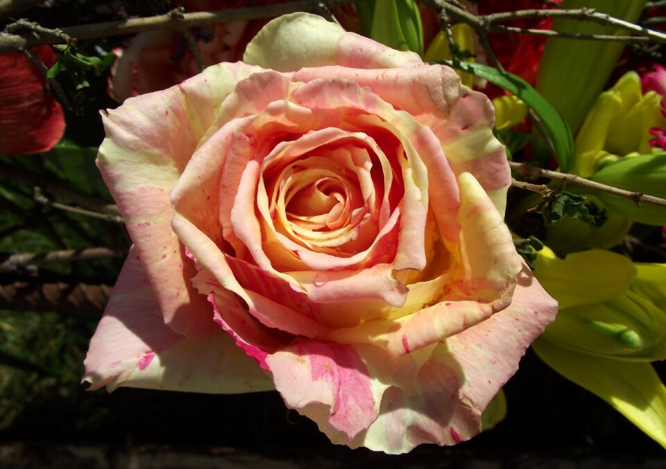 Petal love composition