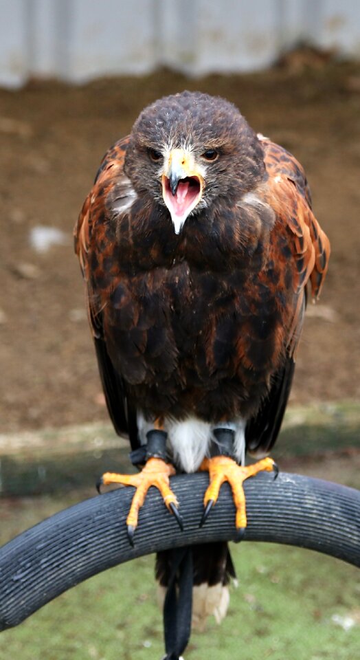 Prey wildlife bird