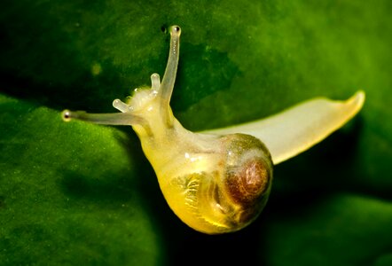 Gastropod snail photo