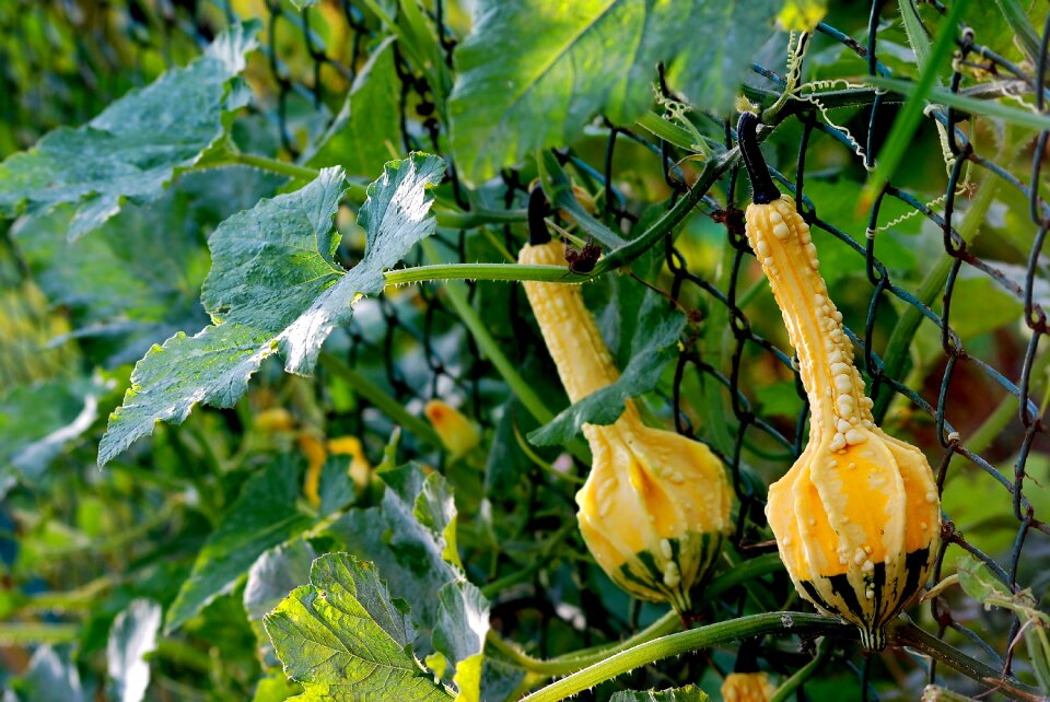 Farm nature pumpkin