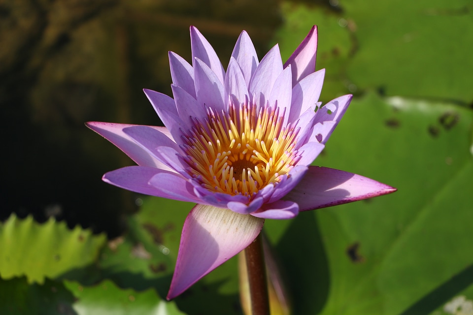 Lotus water lilies Free photos