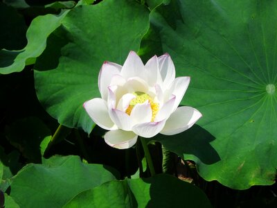 Leaf flowers pond