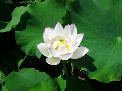 Leaf flowers pond photo