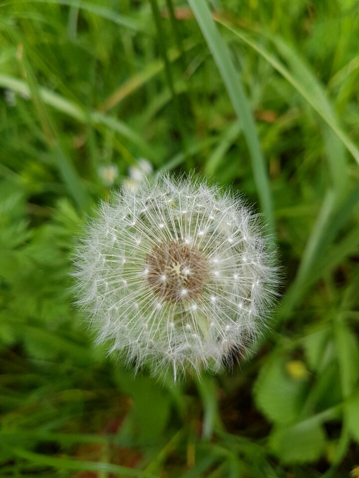 Dandelion grass summer photo